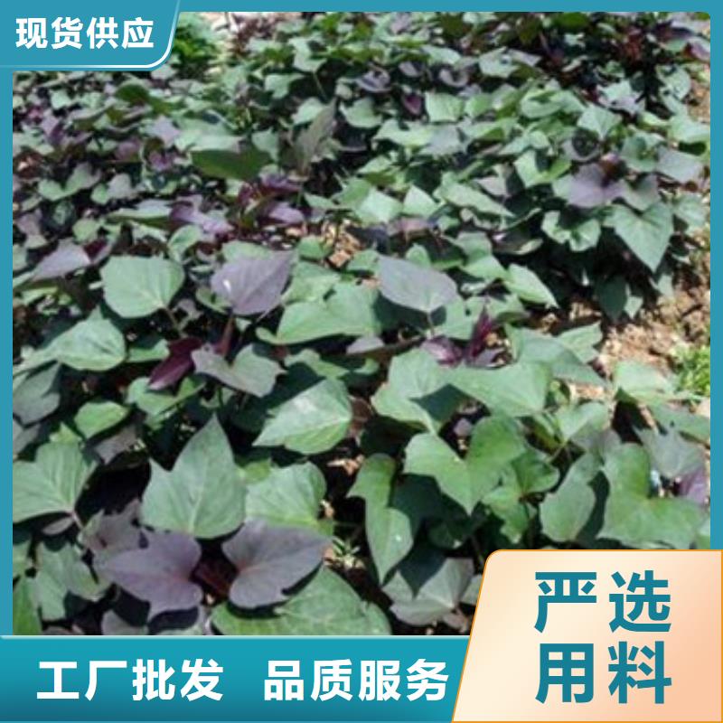 苗采購(gòu)熱線現(xiàn)貨滿足大量采購(gòu)