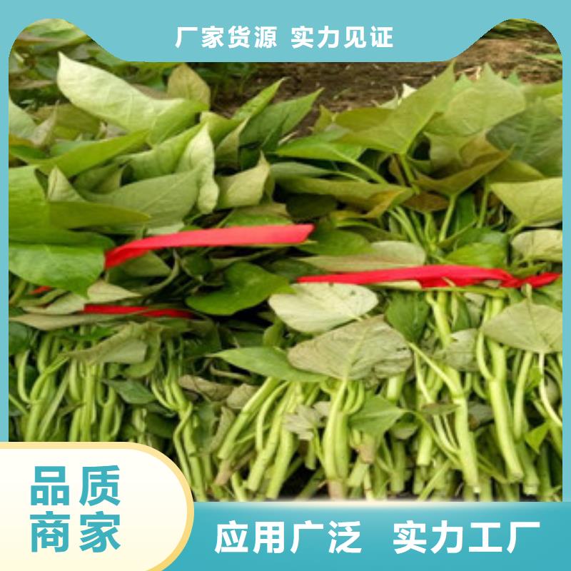 生產(chǎn)苗的供貨商同城供應(yīng)商