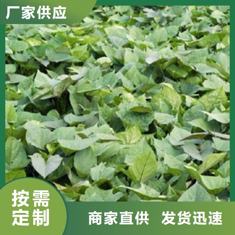 從事苗銷售的廠家同城廠家
