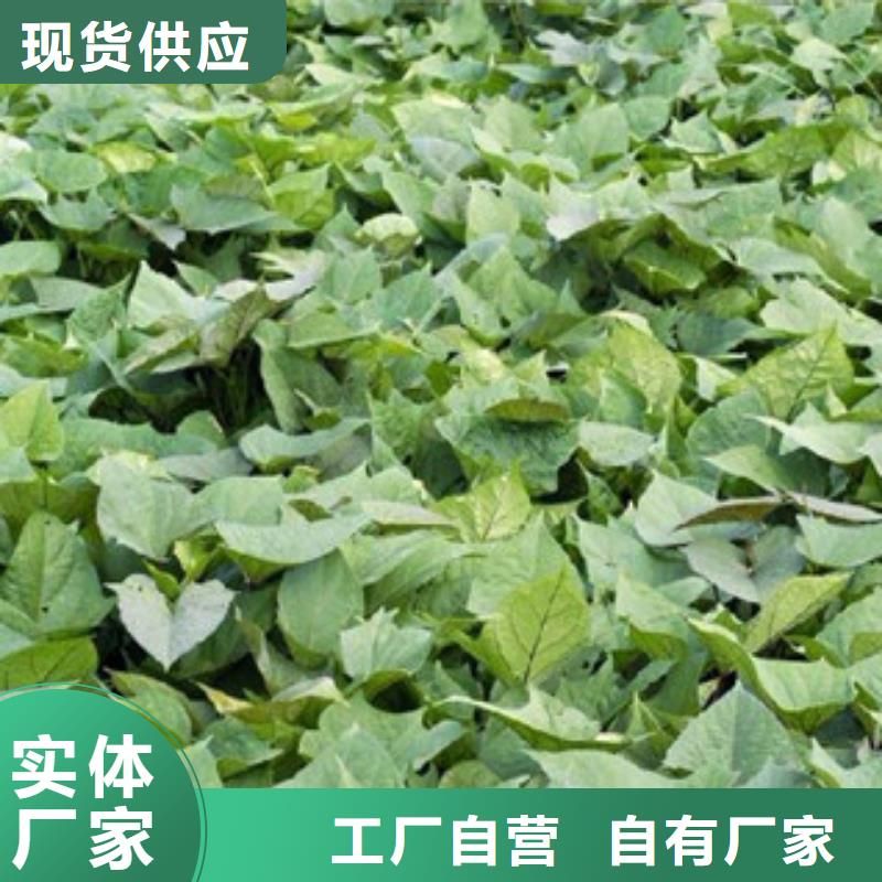 服務(wù)周到的苗生產(chǎn)廠家常年供應(yīng)