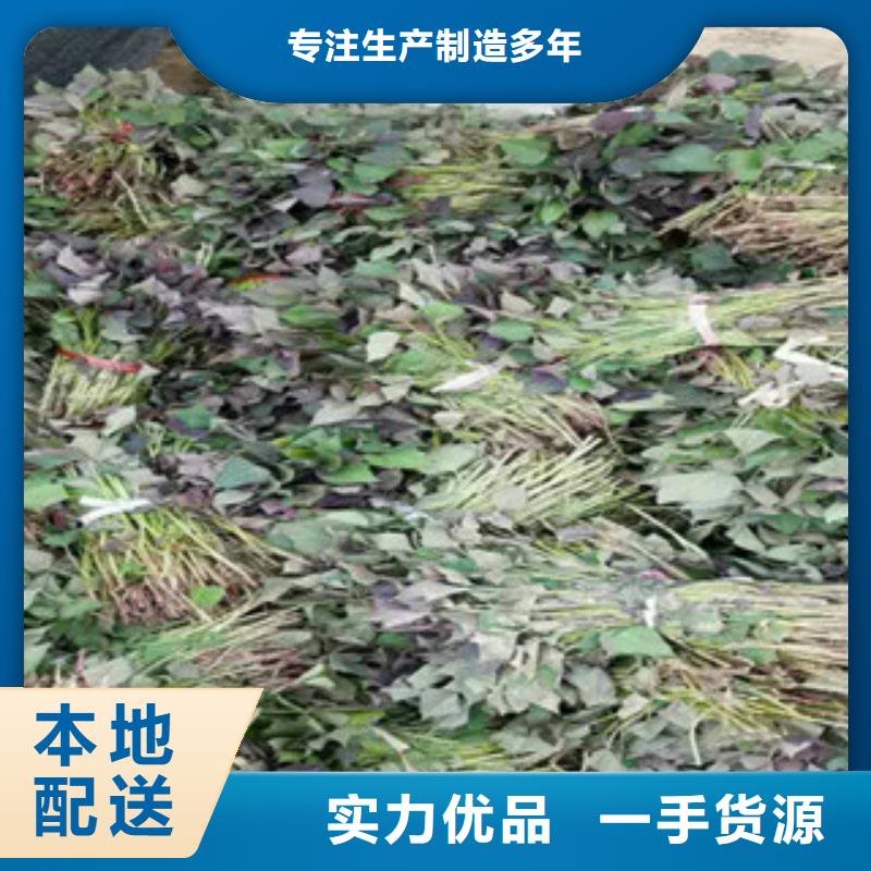 本地苗廠商發(fā)貨迅速