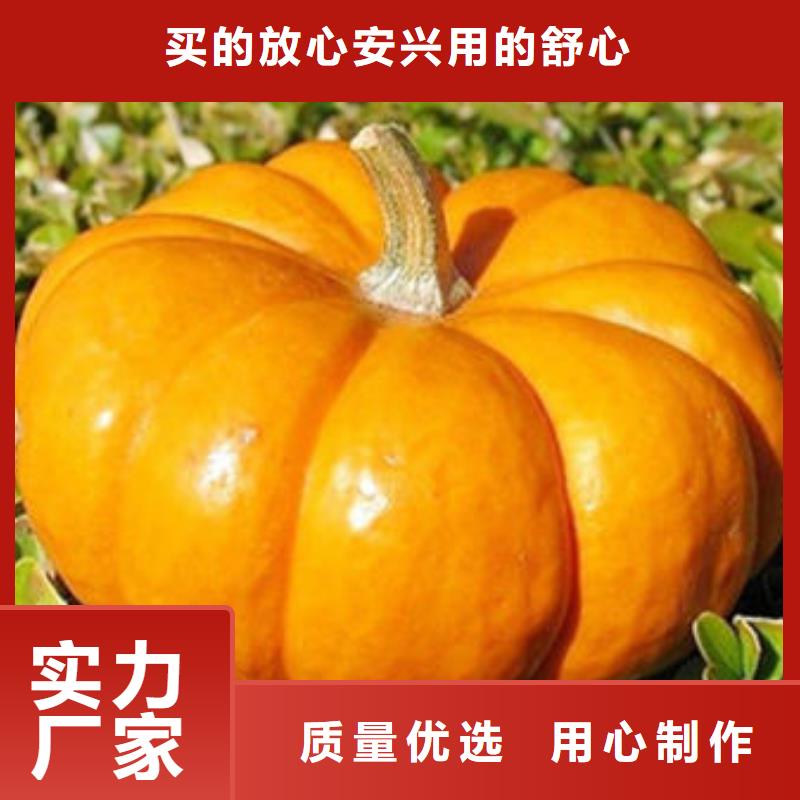 南瓜丁-值得擁有