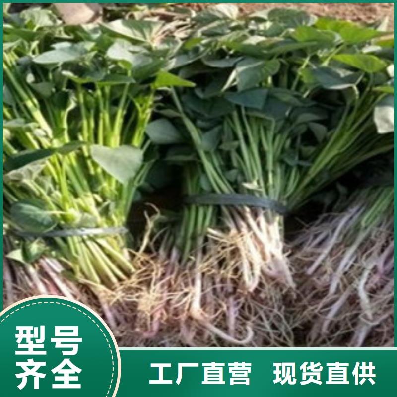 生產(chǎn)紫薯苗的廠家誠信經(jīng)營