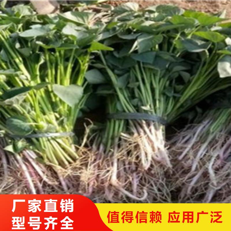 紫薯苗可按需定做省心又省錢