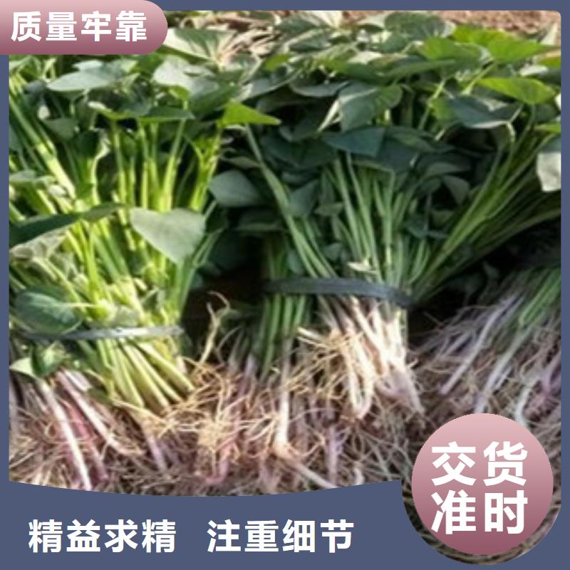 紫薯苗采購(gòu)熱線
