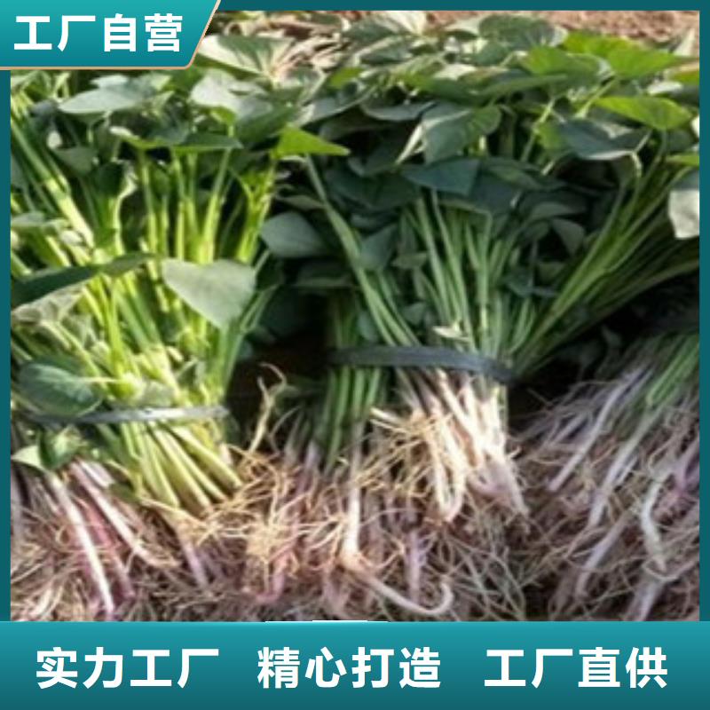 紫薯苗大品牌口碑優(yōu)源頭廠家直銷