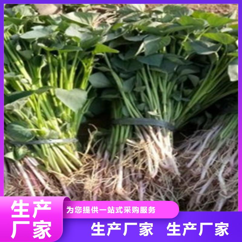 常年供應(yīng)紫薯苗廠家本地品牌