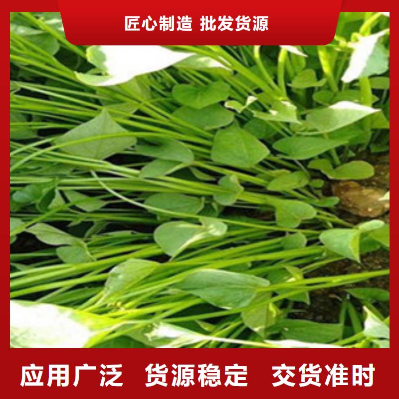 紫薯苗_多年生產(chǎn)經(jīng)驗(yàn)