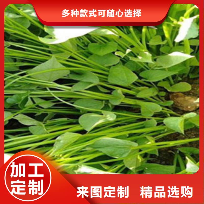 支持定制的紫薯苗生產(chǎn)廠家
