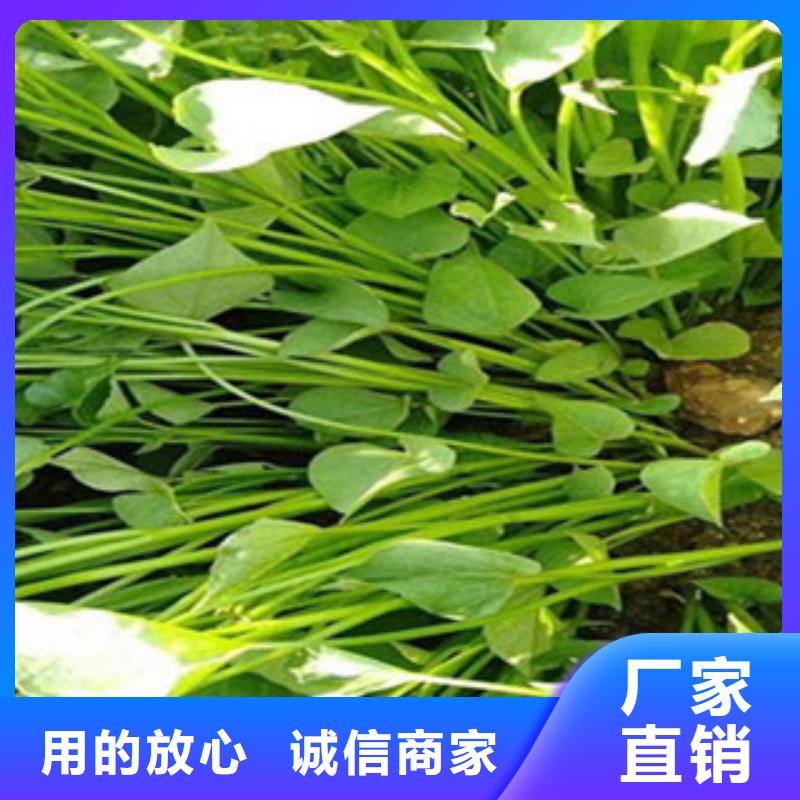 價(jià)格行情:紫薯苗