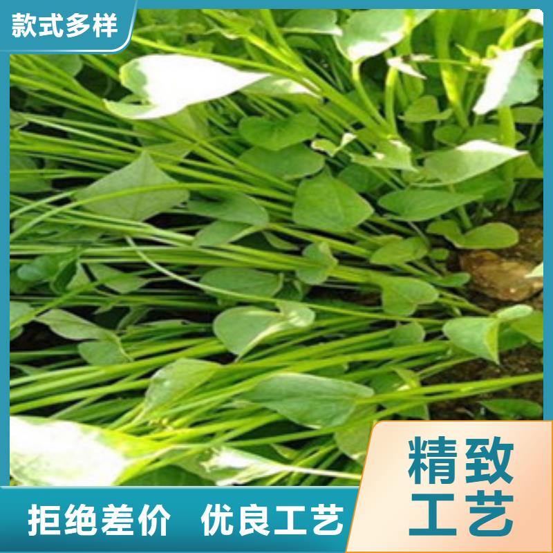 在本地買紫薯苗更實(shí)惠本地生產(chǎn)廠家