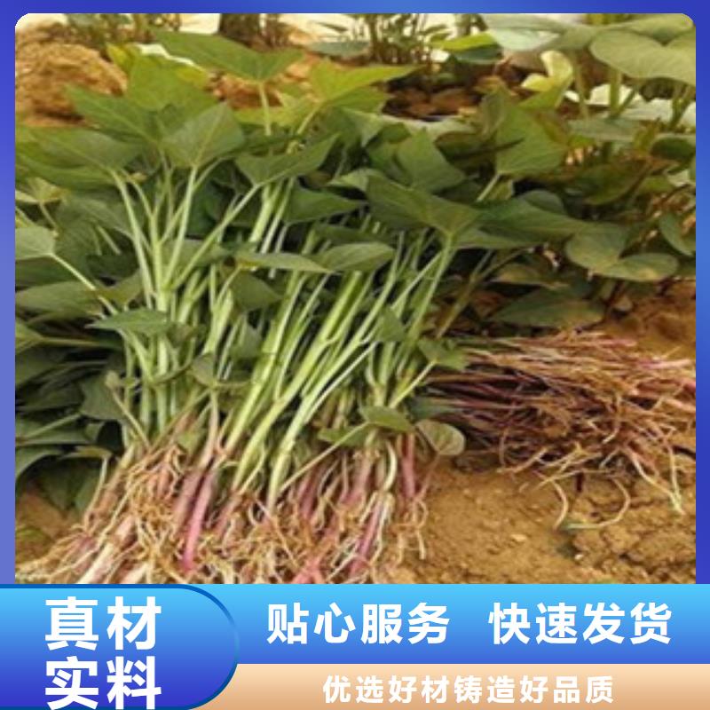 紫薯苗-正規(guī)廠家本地生產(chǎn)商