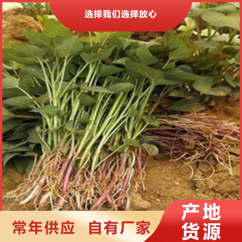 歡迎訪問(wèn)##紫薯苗##廠家