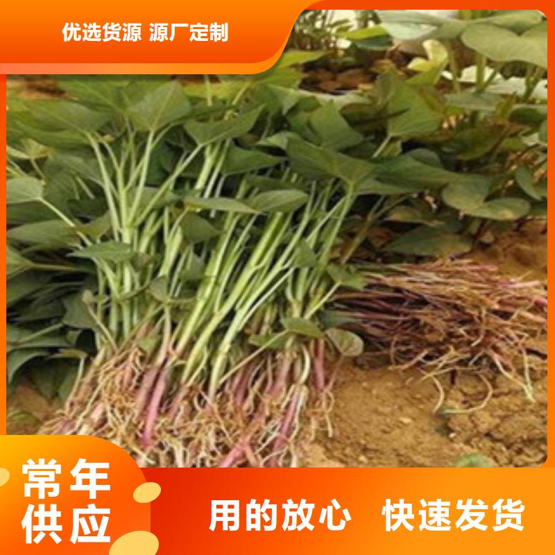 紫薯苗-正規(guī)廠家