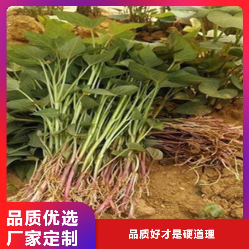 紫薯苗_價格實(shí)在
