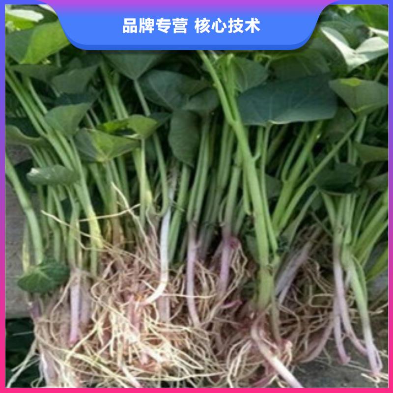 歡迎訪問##紫薯苗##廠家