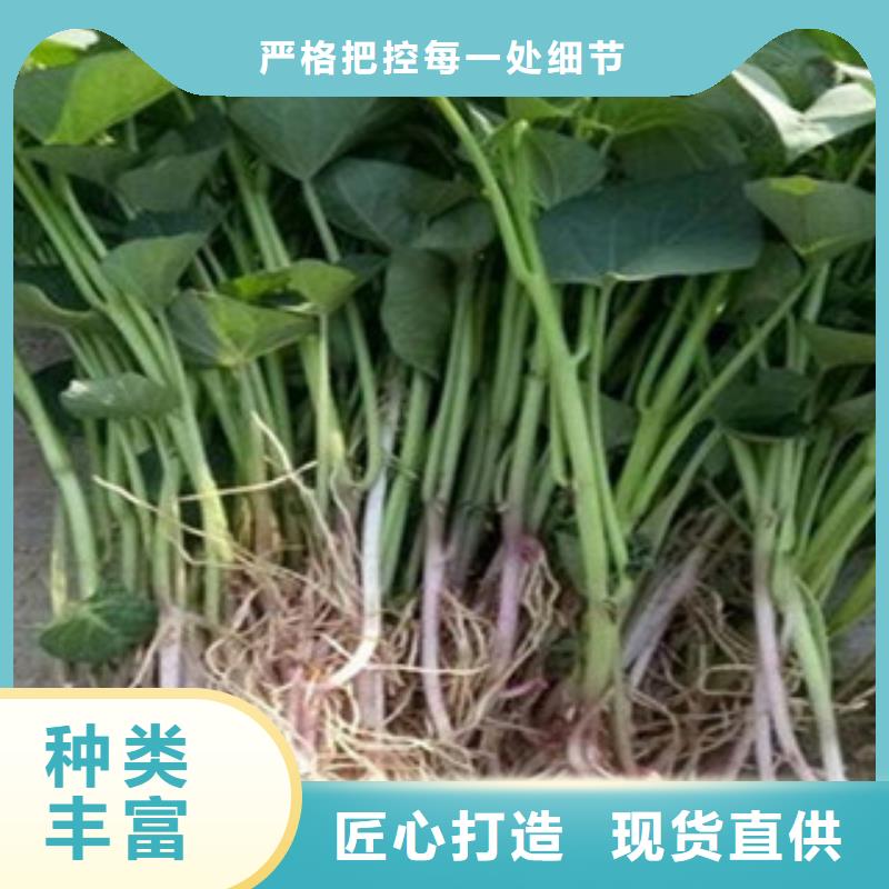 紫薯苗_多年生產(chǎn)經(jīng)驗(yàn)
