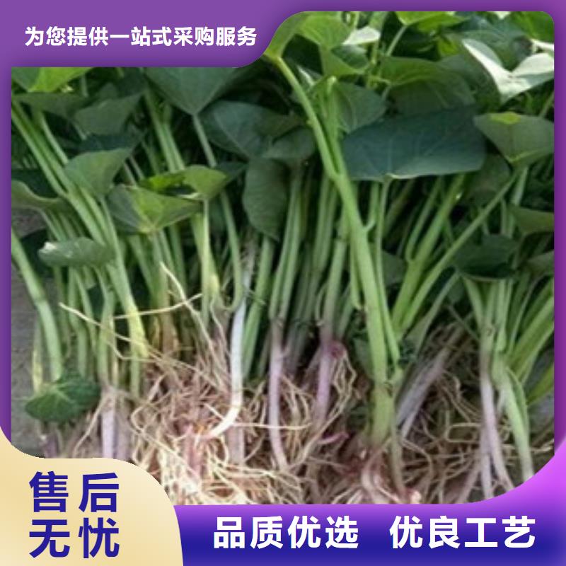 歡迎訪問(wèn)##紫薯苗##廠家