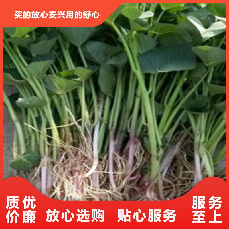 紫薯苗-誠信為本