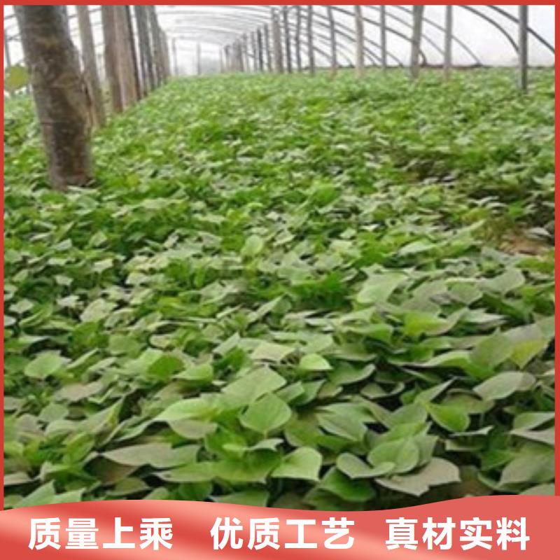 靠譜的紫薯苗生產(chǎn)廠家本地貨源
