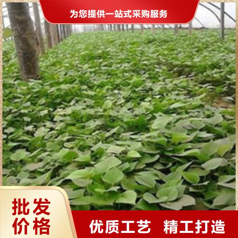 紫薯苗實(shí)力廠家生產(chǎn)