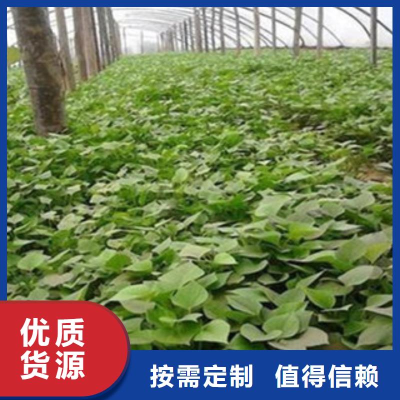 優(yōu)選：紫薯苗品牌廠家