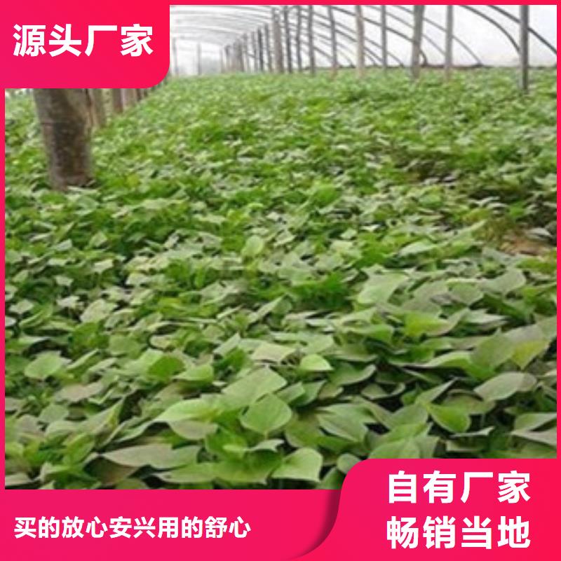 紫薯苗供應(yīng)商 紫薯苗廠家