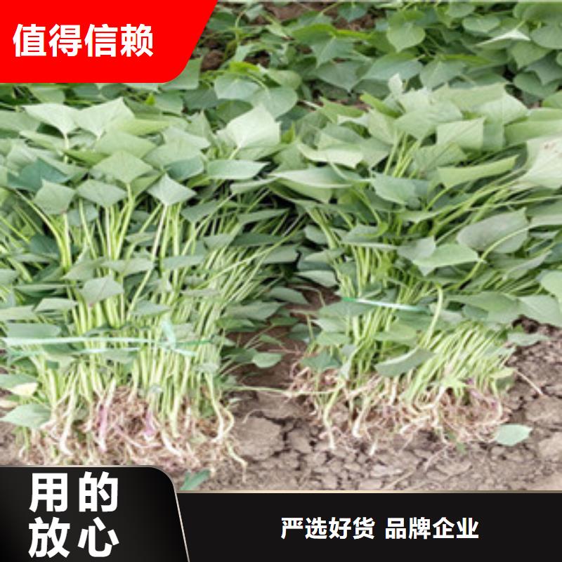 歡迎訪問(wèn)##紫薯苗##廠家