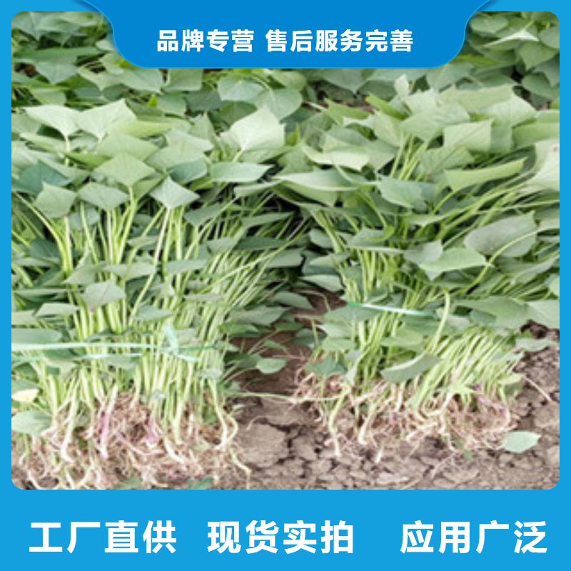紫薯苗廠家信譽好資質認證