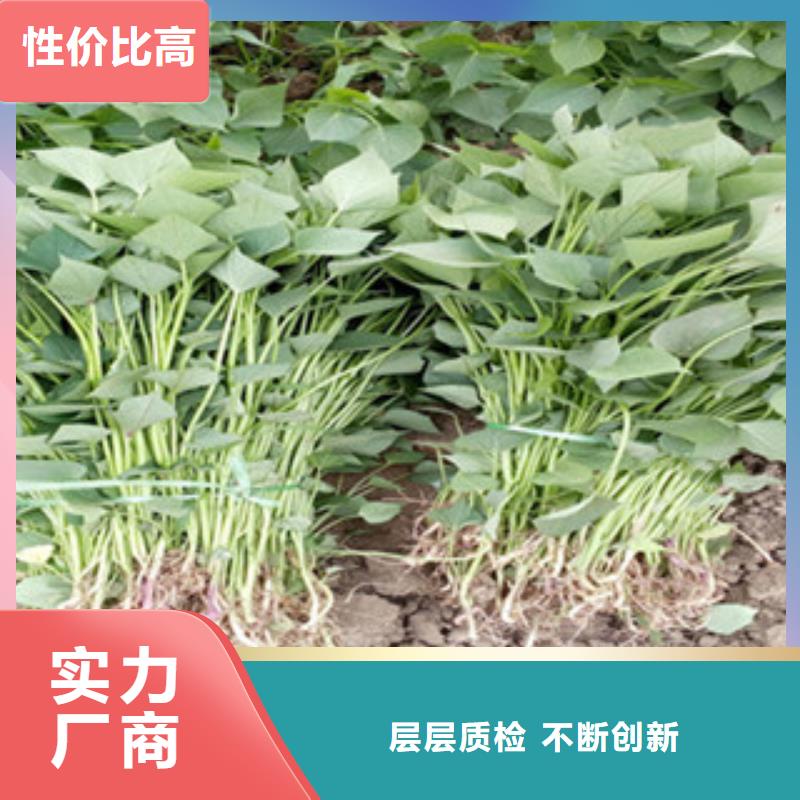 價(jià)格低的紫薯苗現(xiàn)貨廠家