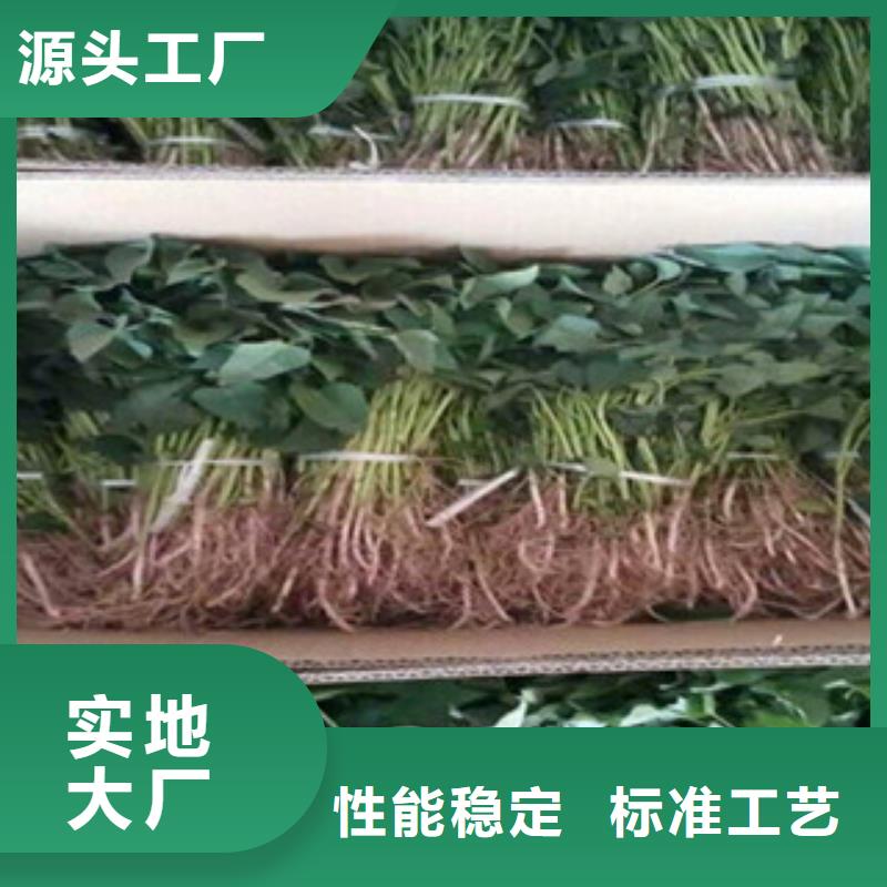 紫薯苗行業(yè)資訊