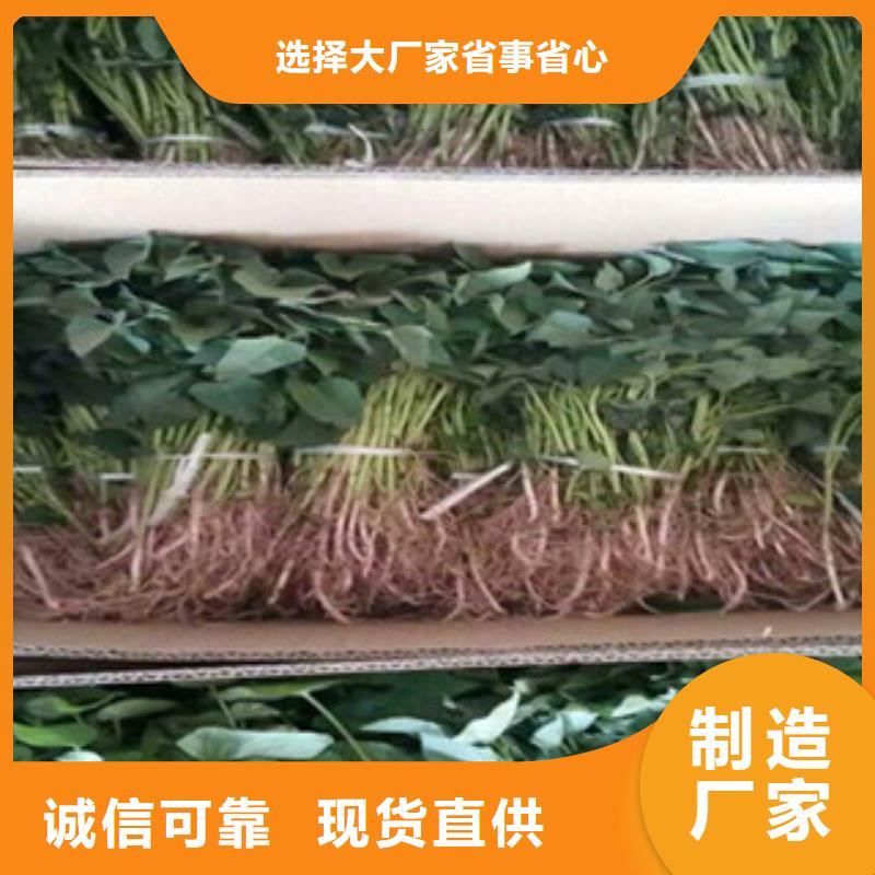 紫薯苗-售后無(wú)憂(yōu)