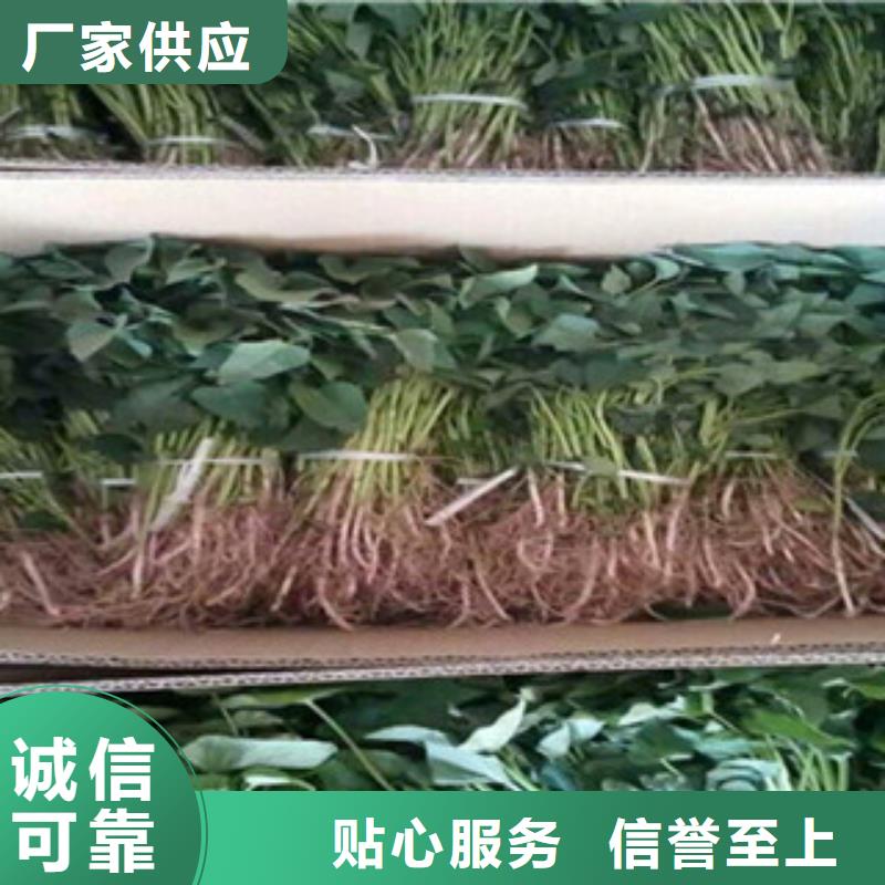 紫薯苗多種規(guī)格供您選擇