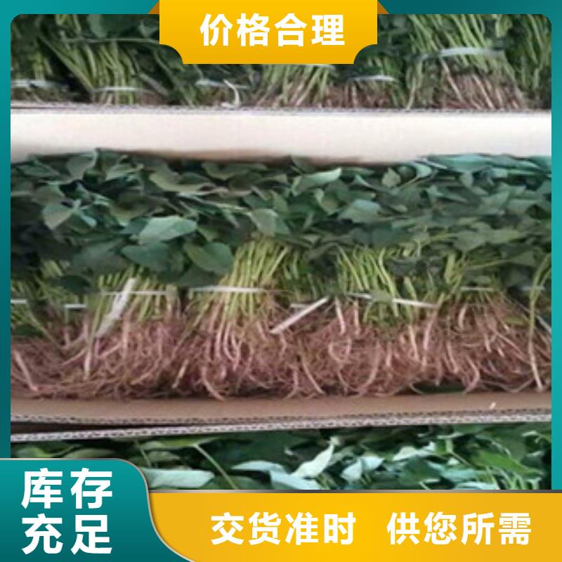 紫薯苗_紫薯苗廠家精工細(xì)致打造