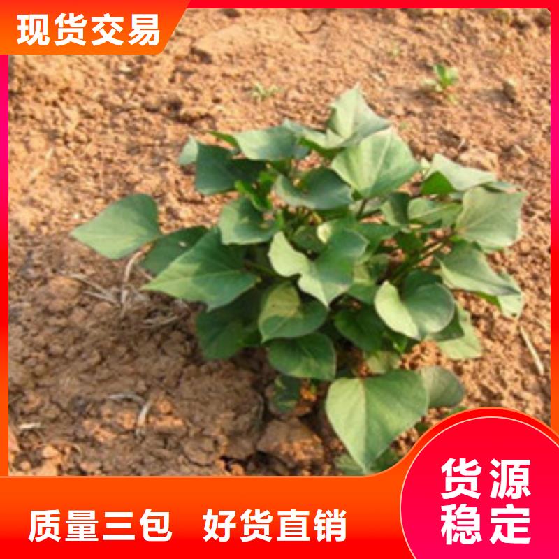 紫薯苗行業(yè)資訊