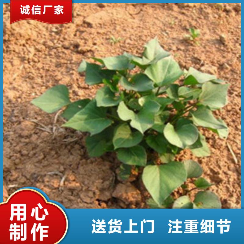 紫薯苗廠家服務(wù)熱線