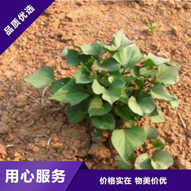 紫薯苗供不應(yīng)求