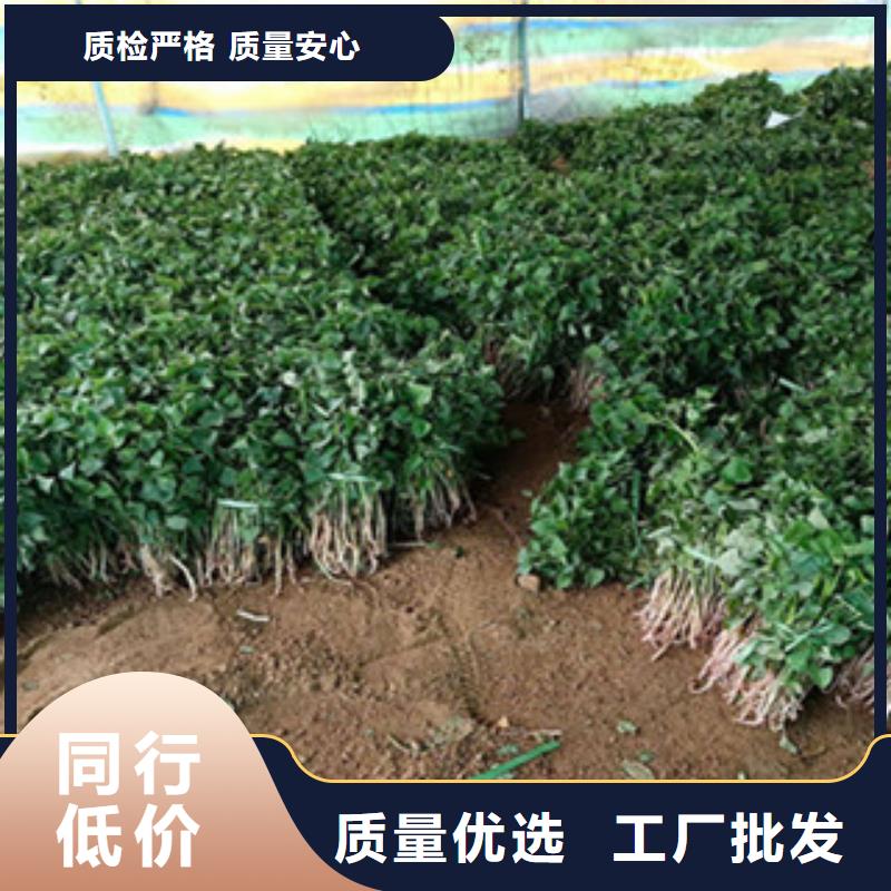 紫薯苗物流送貨上門
