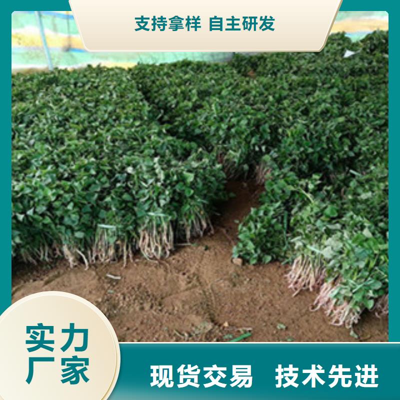 紫薯苗價格美麗