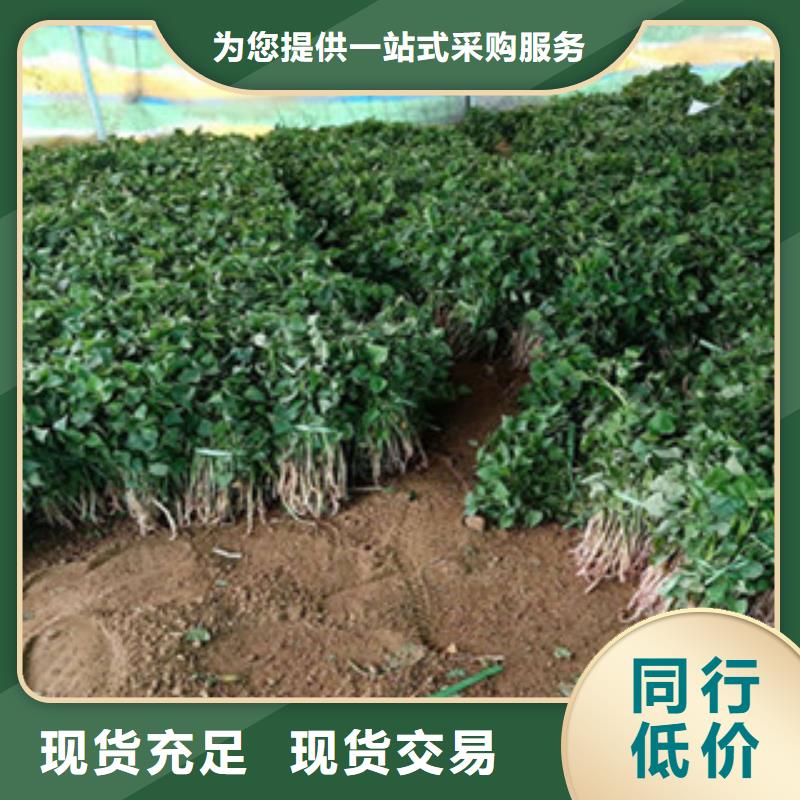 紫薯苗、紫薯苗廠家直銷-價格合理