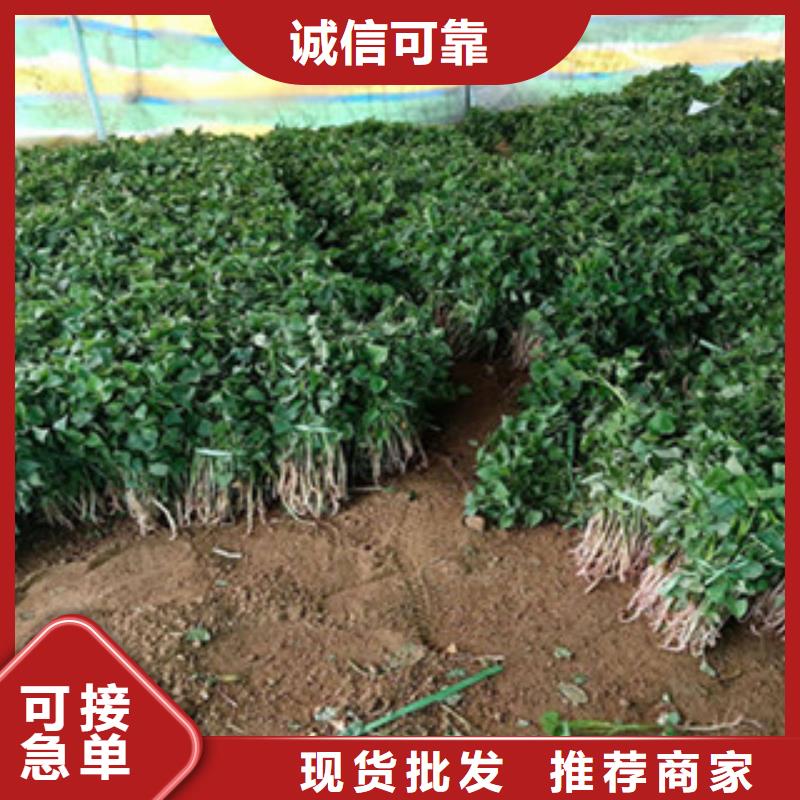 紫薯苗現(xiàn)貨充裕