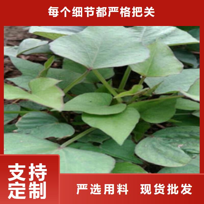常年供應(yīng)紫薯苗-保質(zhì)