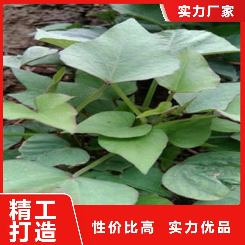 紫薯苗全國發(fā)貨