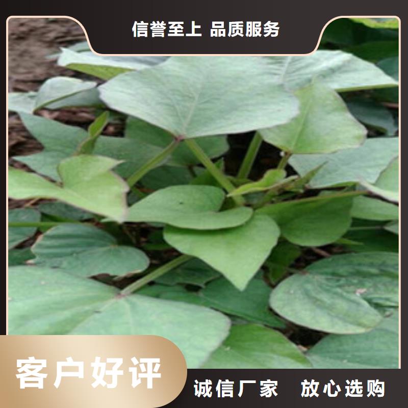 紫薯苗質(zhì)量為本