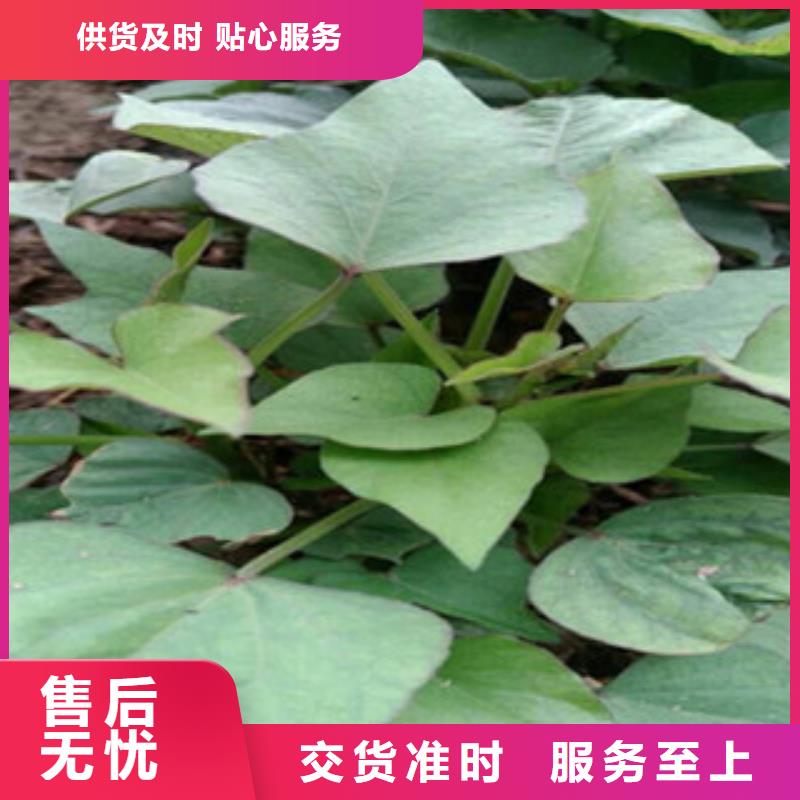 賣紫薯苗的供貨商