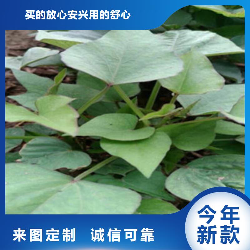 資訊：紫薯苗廠家