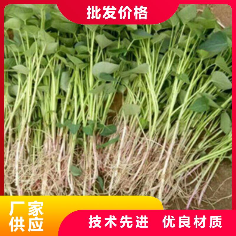 紫薯苗-紫薯苗質(zhì)量過硬