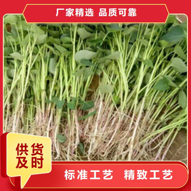 2025專業(yè)定制#紫薯苗公司#歡迎咨詢