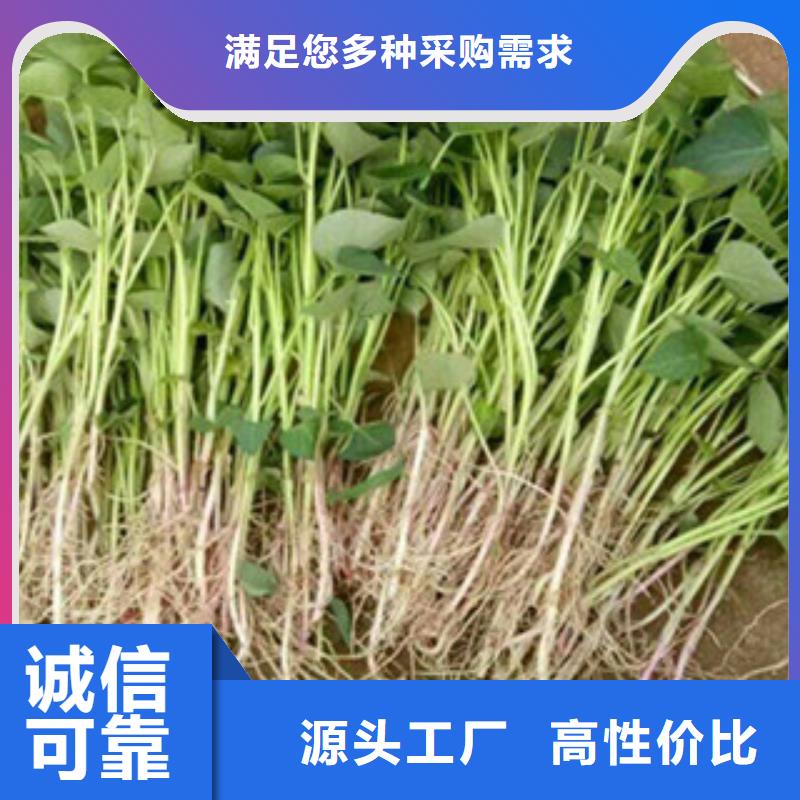 常年供應(yīng)紫薯苗廠家