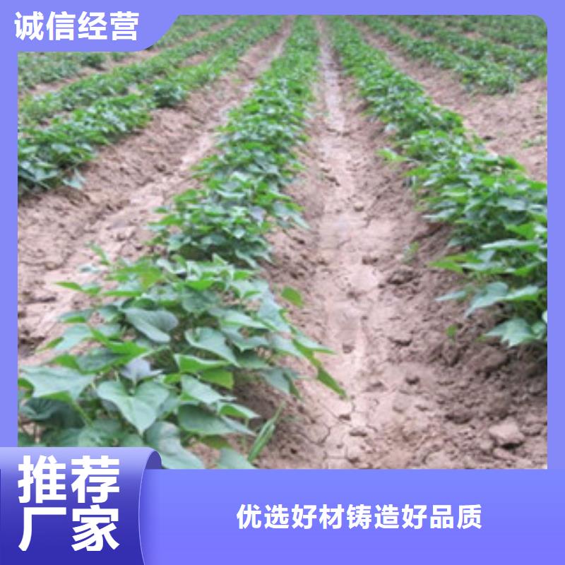 批發(fā)紫薯苗的廠家